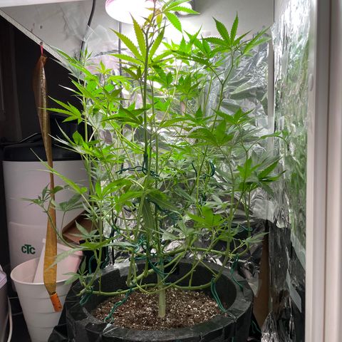 Miss Mary growlog timeline photo
