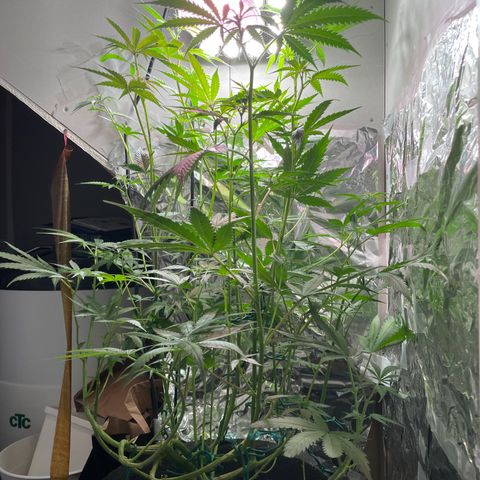 Miss Mary growlog timeline photo