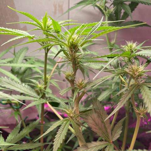 Miss Mary growlog timeline photo