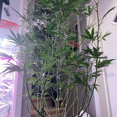 Miss Mary growlog timeline photo