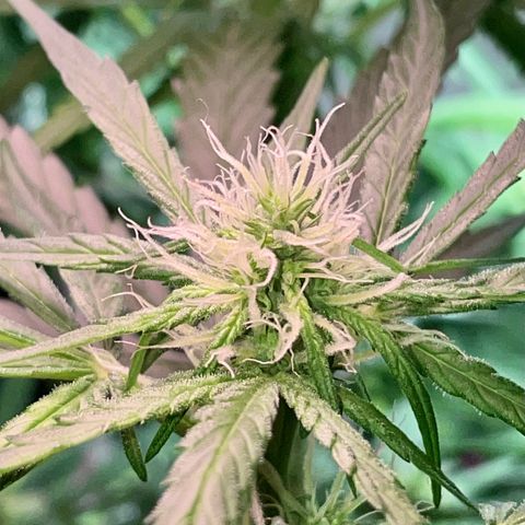 Miss Mary growlog timeline photo