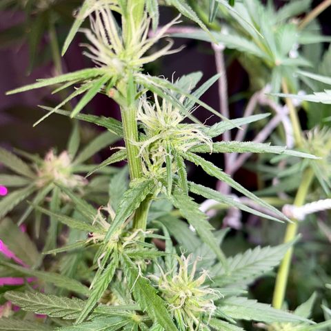 Miss Mary growlog timeline photo