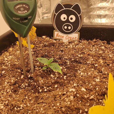 Moon Oreoz growlog timeline photo