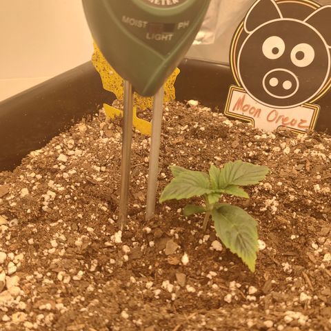 Moon Oreoz growlog timeline photo