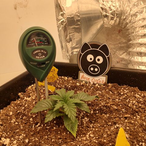 Moon Oreoz growlog timeline photo