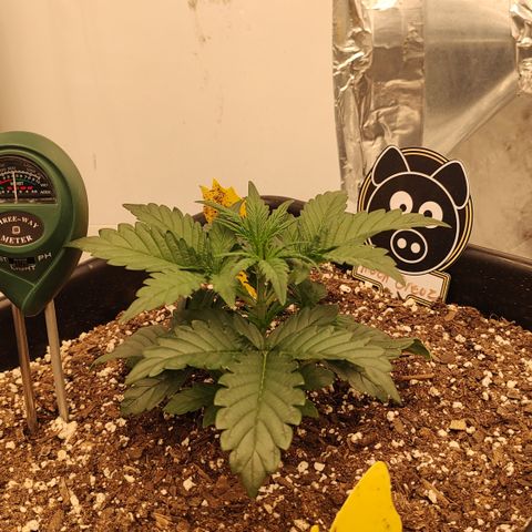 Moon Oreoz growlog timeline photo