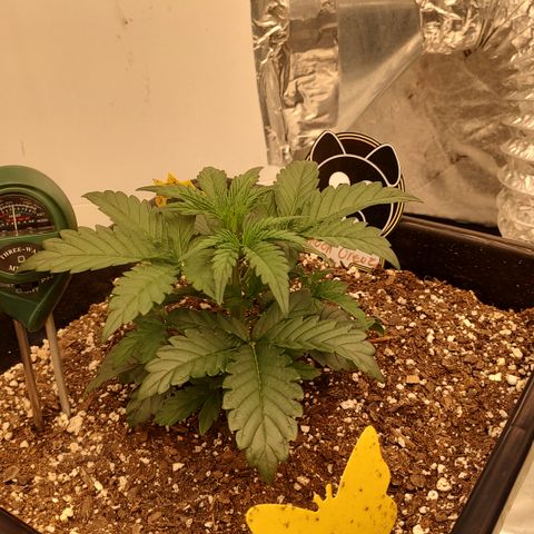 Moon Oreoz growlog timeline photo