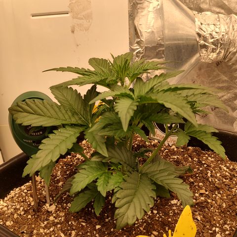 Moon Oreoz growlog timeline photo