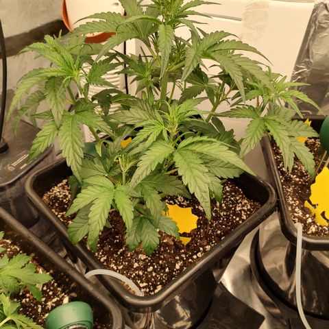 Moon Oreoz growlog timeline photo
