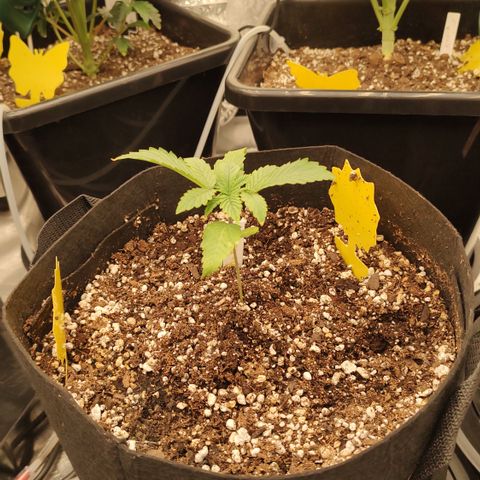 Pink Panama x Chemgodding growlog timeline photo