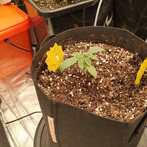 Ripley's OG X Hubbabubbascope growlog timeline photo
