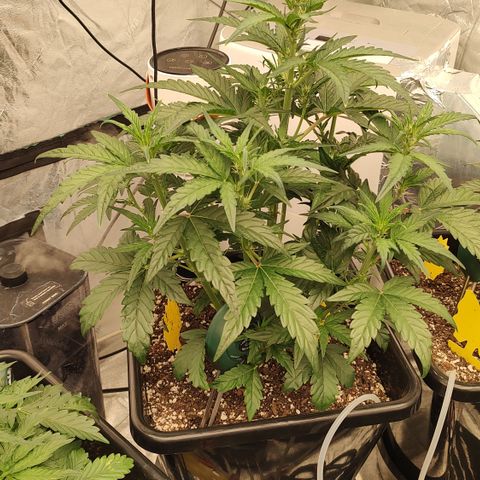 Moon Oreoz growlog timeline photo
