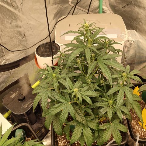 Moon Oreoz growlog timeline photo