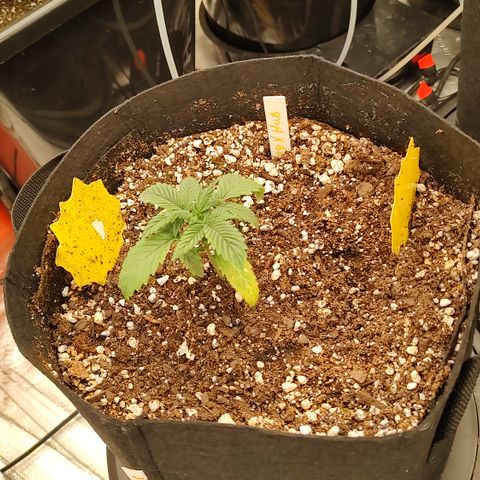 Ripley's OG X Hubbabubbascope growlog timeline photo