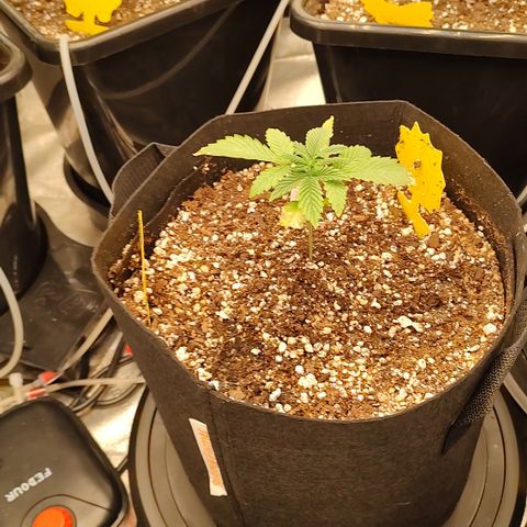 Pink Panama x Chemgodding growlog timeline photo