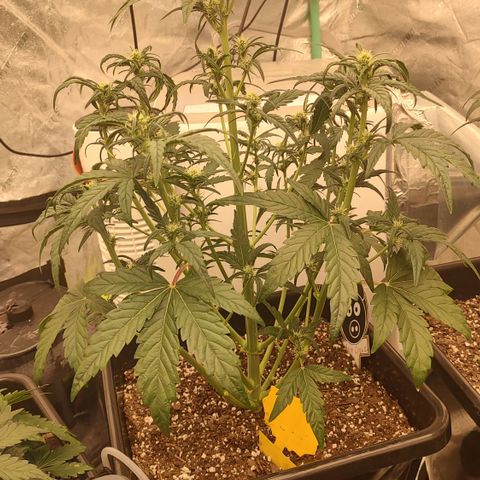 Moon Oreoz growlog timeline photo