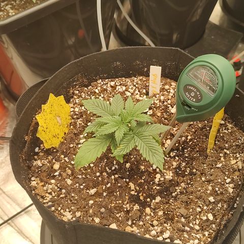 Ripley's OG X Hubbabubbascope growlog timeline photo
