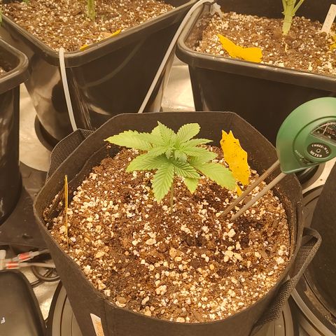 Pink Panama x Chemgodding growlog timeline photo