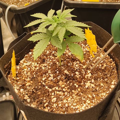 Pink Panama x Chemgodding growlog timeline photo