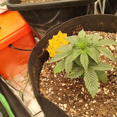 Ripley's OG X Hubbabubbascope growlog timeline photo