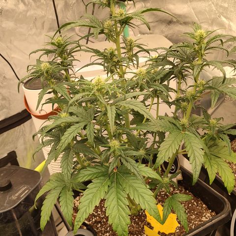 Moon Oreoz growlog timeline photo