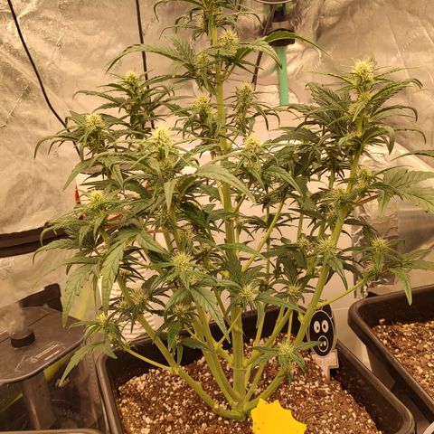 Moon Oreoz growlog timeline photo
