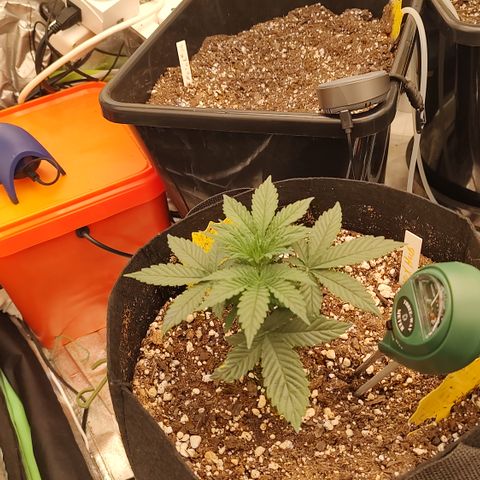 Ripley's OG X Hubbabubbascope growlog timeline photo