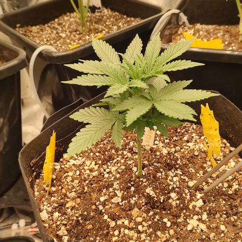 Pink Panama x Chemgodding growlog timeline photo