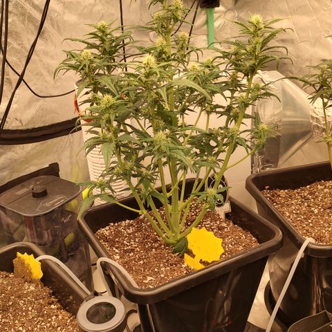 Moon Oreoz growlog timeline photo