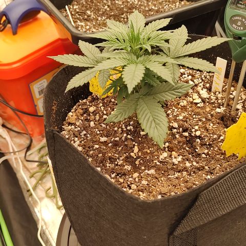 Ripley's OG X Hubbabubbascope growlog timeline photo