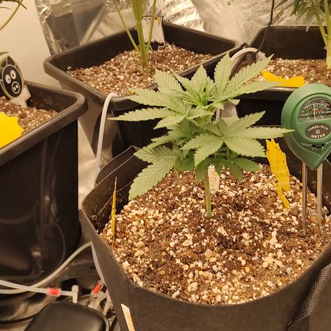 Pink Panama x Chemgodding growlog timeline photo