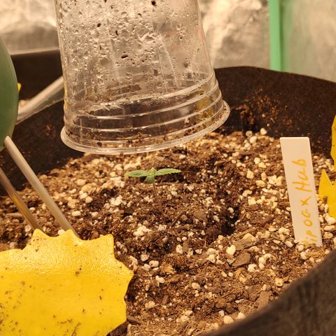Ripley's OG X Hubbabubbascope growlog timeline photo