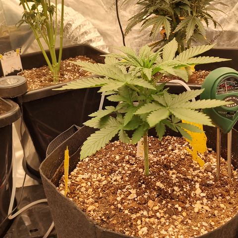 Pink Panama x Chemgodding growlog timeline photo