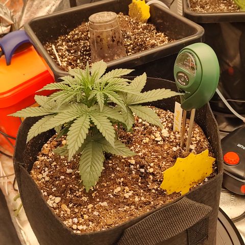 Ripley's OG X Hubbabubbascope growlog timeline photo