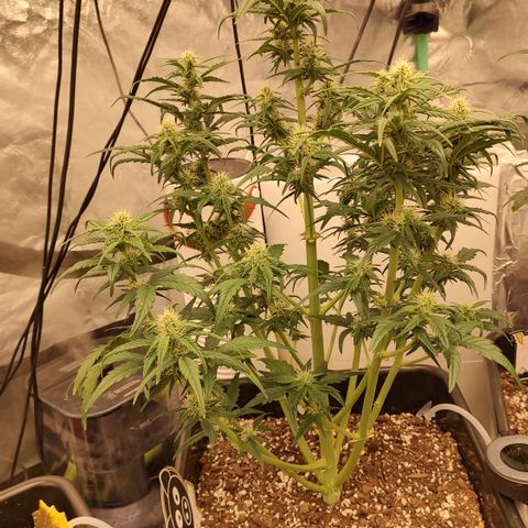 Moon Oreoz growlog timeline photo