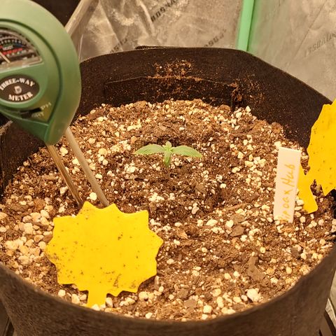Ripley's OG X Hubbabubbascope growlog timeline photo
