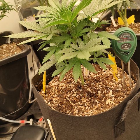Pink Panama x Chemgodding growlog timeline photo