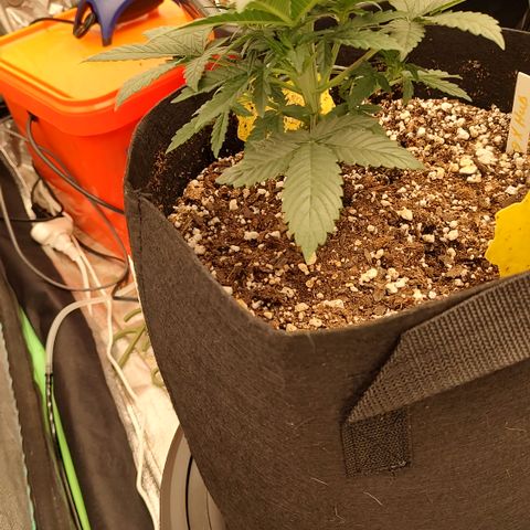 Ripley's OG X Hubbabubbascope growlog timeline photo