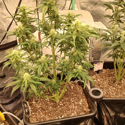 Moon Oreoz growlog timeline photo