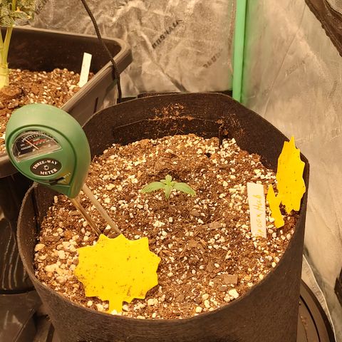 Ripley's OG X Hubbabubbascope growlog timeline photo