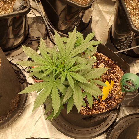 Pink Panama x Chemgodding growlog timeline photo