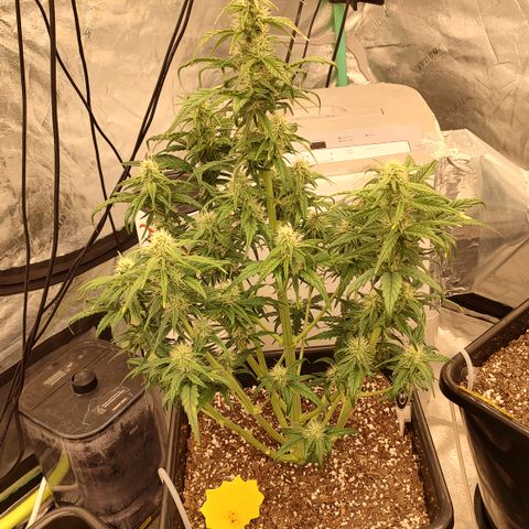 Moon Oreoz growlog timeline photo