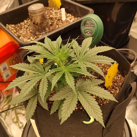 Ripley's OG X Hubbabubbascope growlog timeline photo