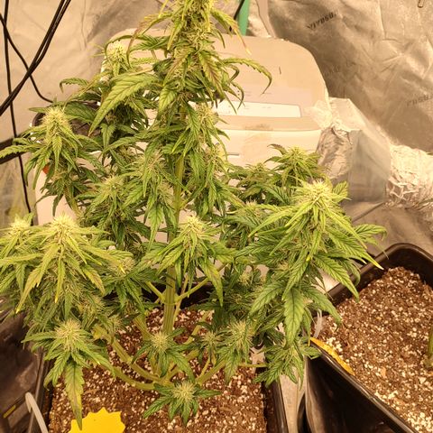 Moon Oreoz growlog timeline photo