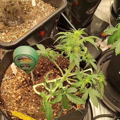 Ripley's OG X Hubbabubbascope growlog timeline photo