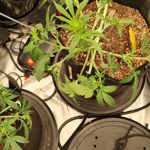 Pink Panama x Chemgodding growlog timeline photo