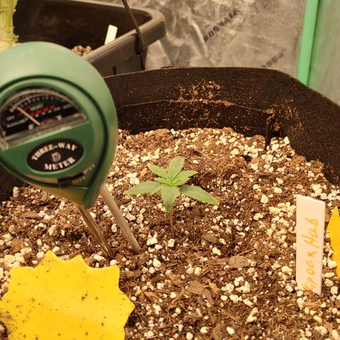 Ripley's OG X Hubbabubbascope growlog timeline photo