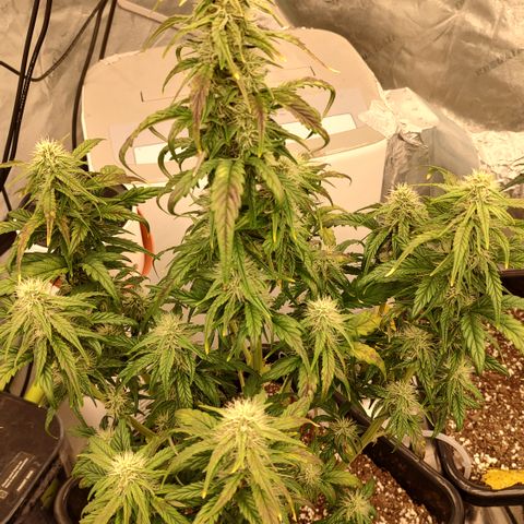 Moon Oreoz growlog timeline photo