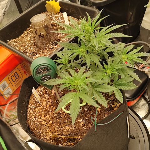 Ripley's OG X Hubbabubbascope growlog timeline photo
