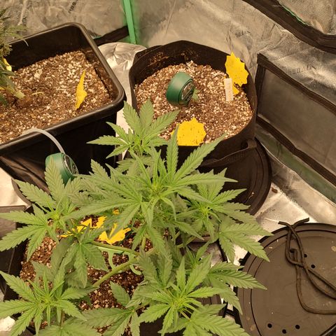 Pink Panama x Chemgodding growlog timeline photo